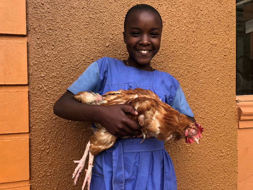Chicken Run: Uganda!