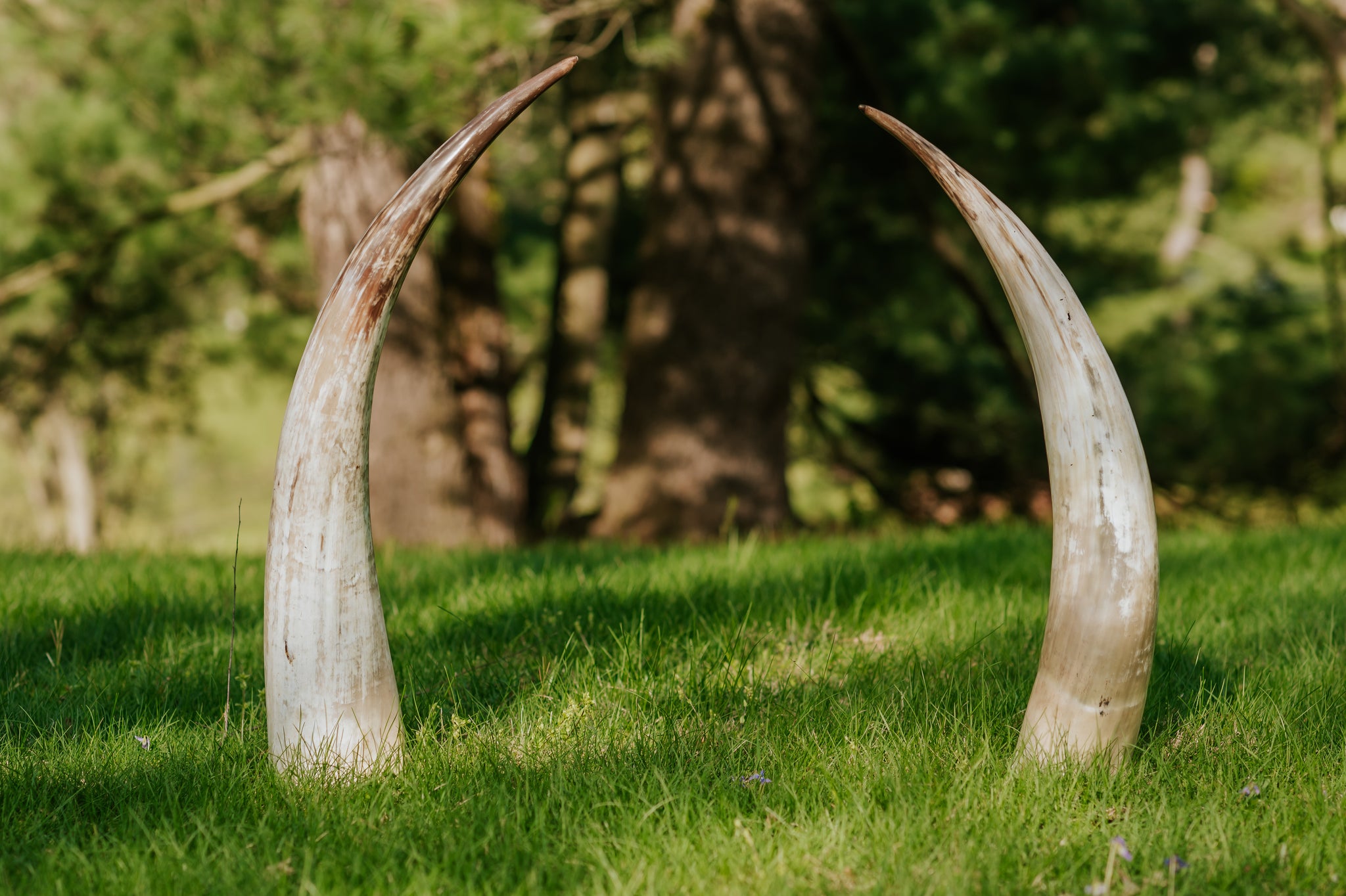 Pair of Decorative Ankole Cow Horns (Multiple Options)